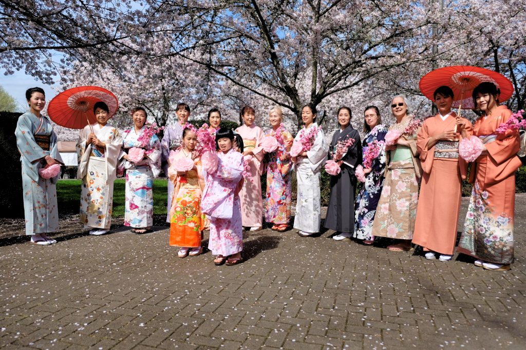 Members of the Salem Japanese Cultural Society line up under the cherry blossom trees to take a photo in their kimonos.